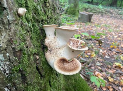 Tr&uacute;dnik &scaron;upinat&yacute;