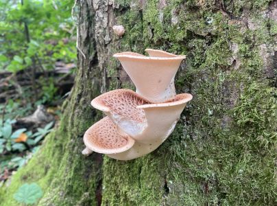 Tr&uacute;dnik &scaron;upinat&yacute;