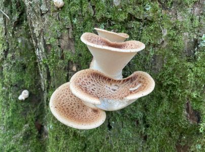 Tr&uacute;dnik &scaron;upinat&yacute;