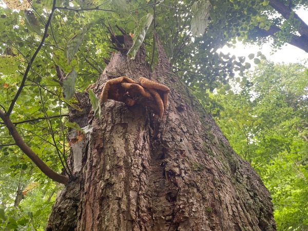 Tr&uacute;dnik &scaron;upinat&yacute;