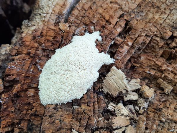 A - nie je v datab&aacute;ze