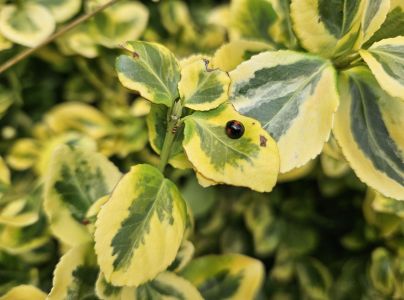 A - nie je v datab&aacute;ze