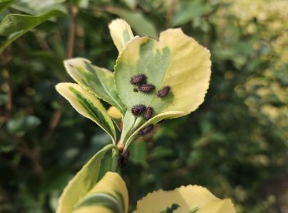 A - nie je v datab&aacute;ze