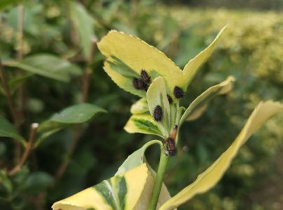 A - nie je v datab&aacute;ze