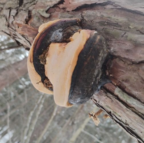 Michaela Kútniková 