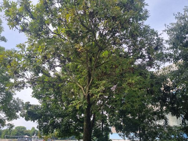 Roztoč Aceria fraxinivora