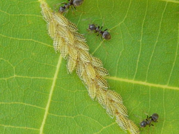 Strom&aacute;rka orechov&aacute;