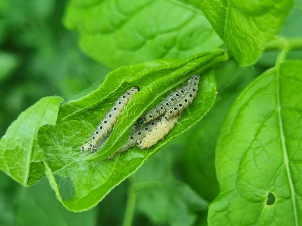 Priadzovec mukyňov&yacute; 