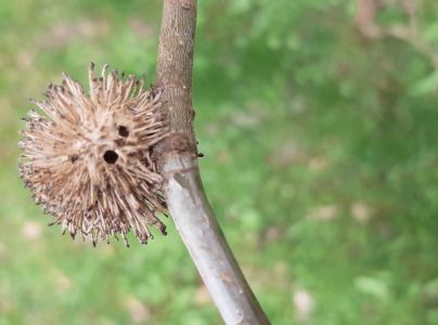 Hrčiarka Andricus lucidus