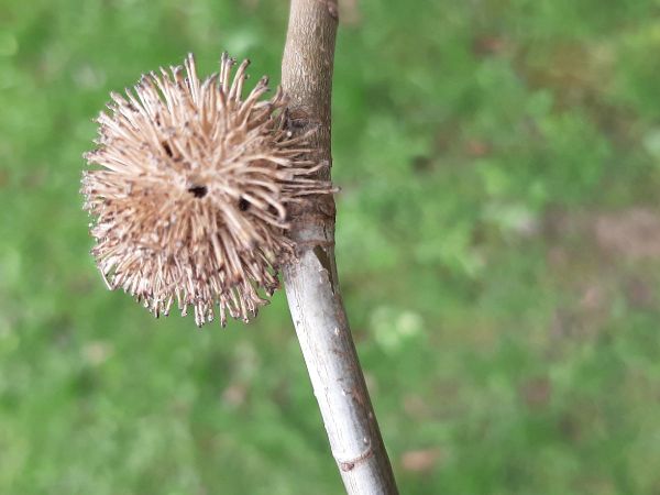 Hrčiarka Andricus lucidus