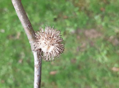 Hrčiarka Andricus lucidus