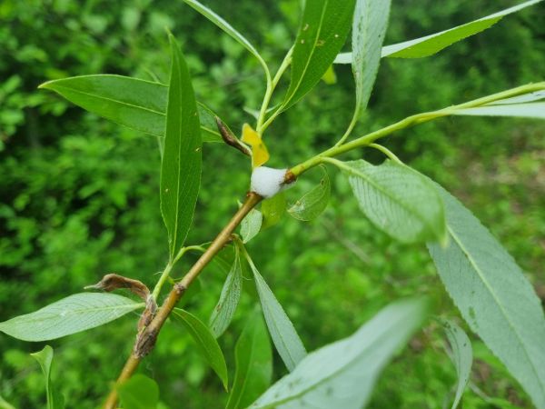 Peniarka jel&scaron;ov&aacute;