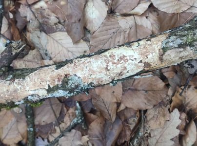 A - nejednoznačne určen&yacute;, nie sme si ist&iacute;