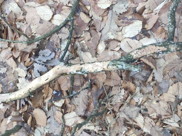 A - nejednoznačne určen&yacute;, nie sme si ist&iacute;