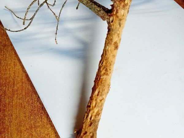 A - nejednoznačne určen&yacute;, nie sme si ist&iacute;