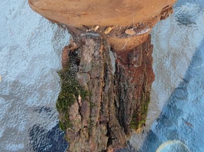 Pr&aacute;chnovec kopytovit&yacute;