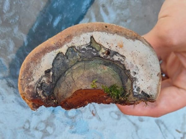 Pr&aacute;chnovec kopytovit&yacute;