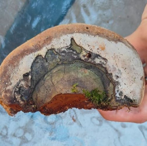 Miroslava Horáková 