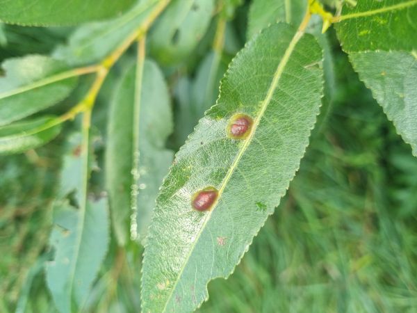 Hrčiarka Pontania proxima