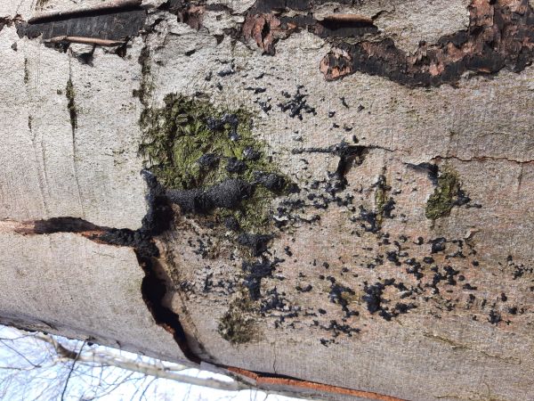 Peniazovček početn&yacute;