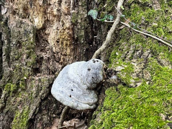 Pr&aacute;chnovec kopytovit&yacute;