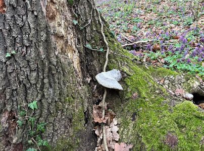 Pr&aacute;chnovec kopytovit&yacute;