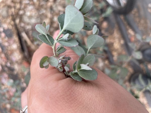 Psyla eukalyptov&aacute;