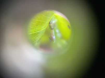 Psyla eukalyptov&aacute;