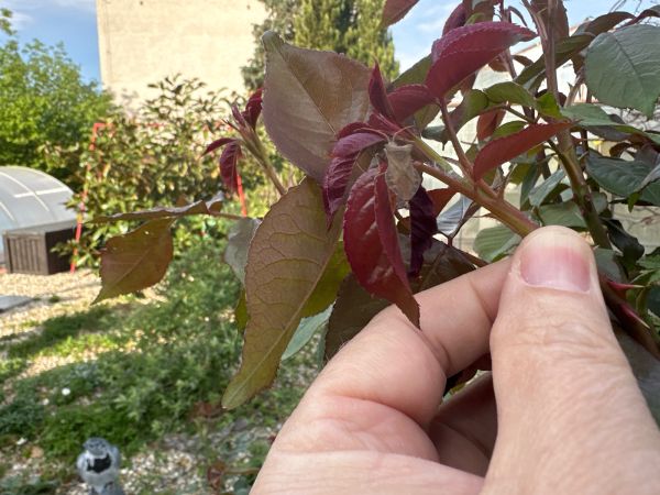 A - nie je v datab&aacute;ze