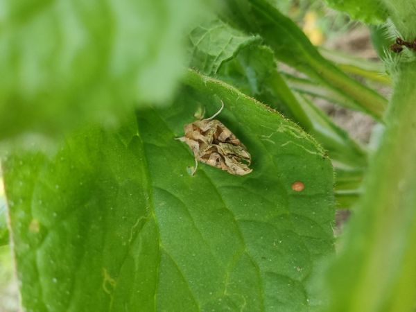 A - nie je v datab&aacute;ze