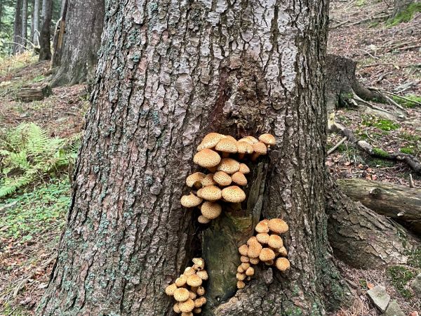 &Scaron;upinovka &scaron;upinat&aacute;