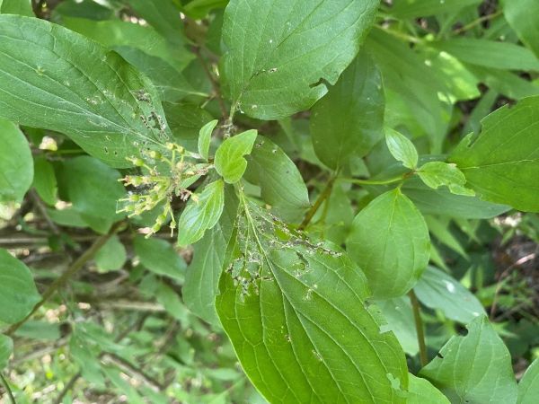 A - nejednoznačne určen&yacute;, nie sme si ist&iacute;