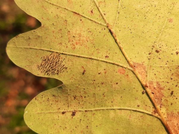 Sietnička dubov&aacute;