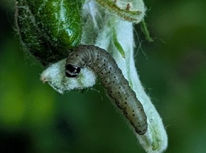 A - nejednoznačne určen&yacute;, nie sme si ist&iacute;