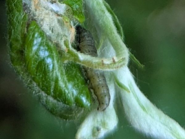 A - nejednoznačne určen&yacute;, nie sme si ist&iacute;