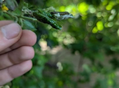 A - nejednoznačne určen&yacute;, nie sme si ist&iacute;