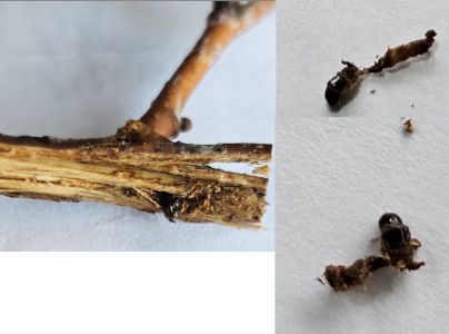 A - nejednoznačne určen&yacute;, nie sme si ist&iacute;