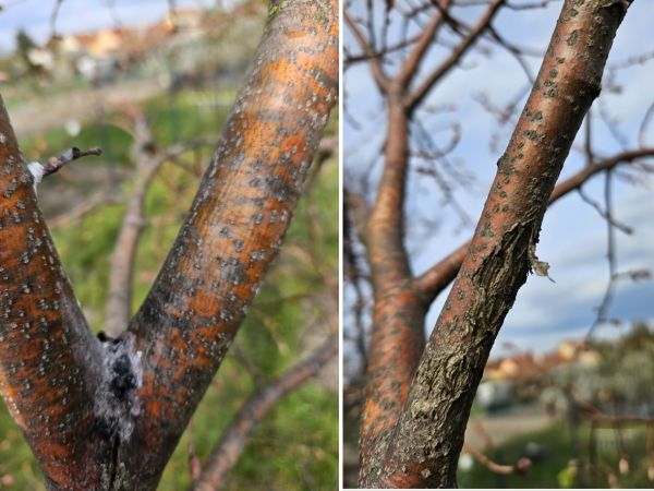 A - nejednoznačne určen&yacute;, nie sme si ist&iacute;