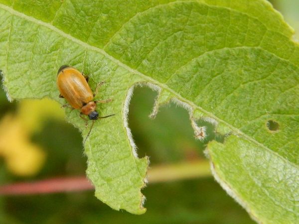 V&aacute;havec rakytov&yacute;
