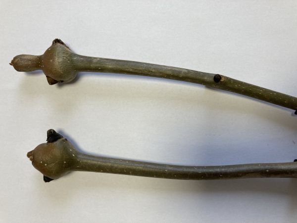 A - nejednoznačne určen&yacute;, nie sme si ist&iacute;