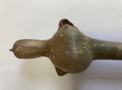 A - nejednoznačne určen&yacute;, nie sme si ist&iacute;