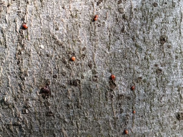 A - nejednoznačne určen&yacute;, nie sme si ist&iacute;