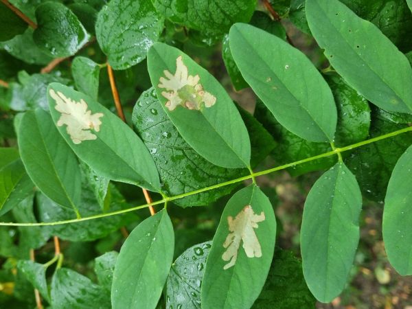 Psotka ag&aacute;tov&aacute; 