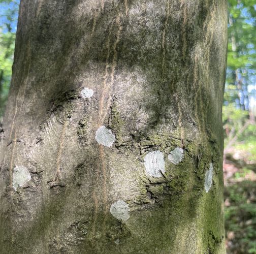  Vladimír Šalgovič