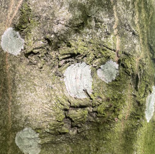  Vladimír Šalgovič