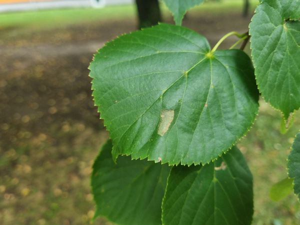 Plosk&aacute;čik lipov&yacute;