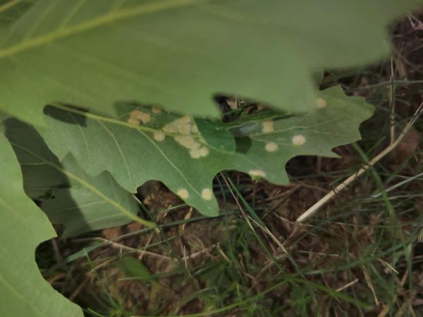 Roztoč Aceria cerreus