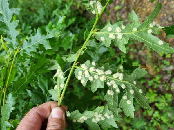 Hrčiarka Dryomyia circinans