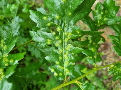 Hrčiarka Dryomyia circinans