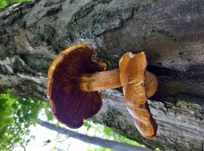 &Scaron;upinovka &scaron;upinat&aacute;